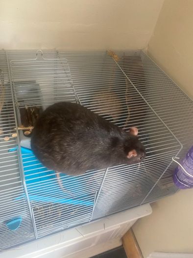 2 sweet rats