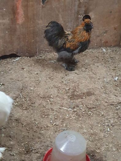 Usa Silkie Chicks And Fertile Eggs