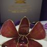 24K Gold Plating Real Orchid Brooch / Pendant A Nice Gift Image 6