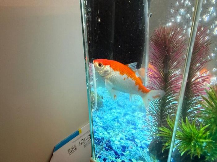 CIANO Aqua 30 Aquarium + Cartridges + Goldfish