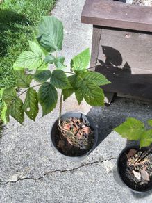 raspberry canes (2)
