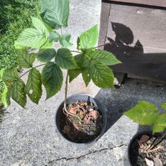 raspberry canes (2)