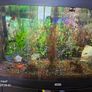 aquarium with fish and full equipment Image 4