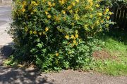 Creeping St. John's Wort (shrub)