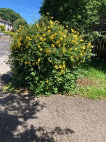 Creeping St. John's Wort (shrub)