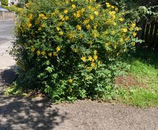 Creeping St. John's Wort (shrub)