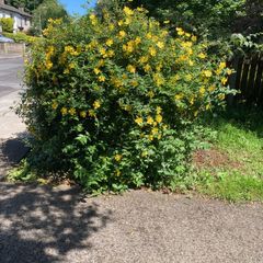 Creeping St. John's Wort (shrub)