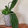 orchidea Image 2