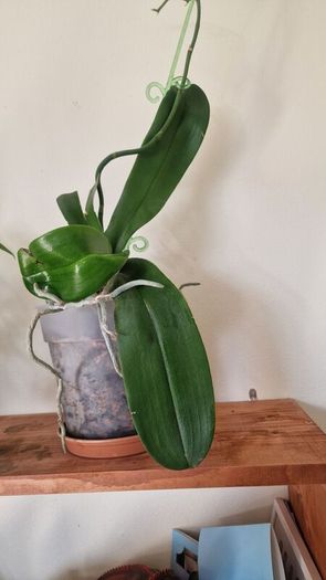 orchidea