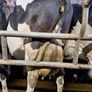 4 PBR Hol/Fr Milking Cows Image 6