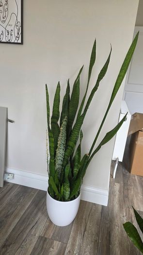 Plant