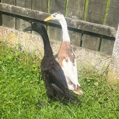 Two young male ducks 3 months old