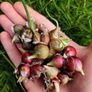 Walking Onion (Perennial) Image 3