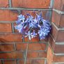 Agapanthus Image 4