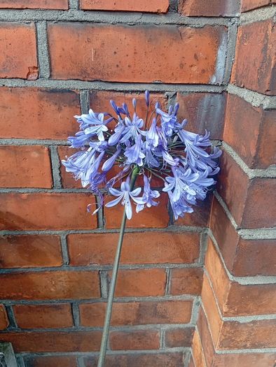 Agapanthus