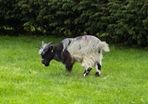 Pygmy goat