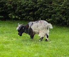 Pygmy goat