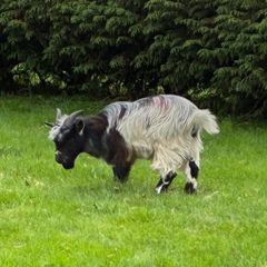 Pygmy goat