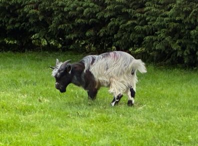Pygmy goat