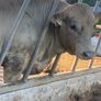Charlaois bulls Image 7