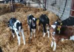 Calves
