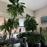 plant of happiness Image 2