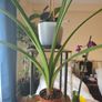 plants Image 2