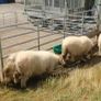 4 Valais Blacknose breeding Ewe's 1 lamb for sale Image 7
