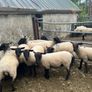 Suffolk hoggets Image 5