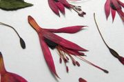 Fuchsia - Pressed Flowers for Crafting: Flowers, Stems, Leaves