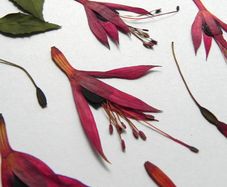 Fuchsia - Pressed Flowers for Crafting: Flowers, Stems, Leaves