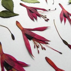 Fuchsia - Pressed Flowers for Crafting: Flowers, Stems, Leaves