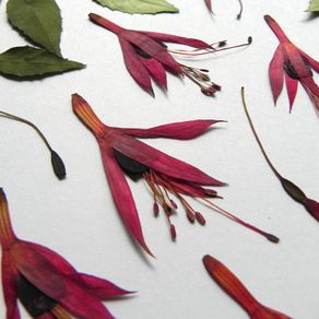 Fuchsia - Pressed Flowers for Crafting: Flowers, Stems, Leaves