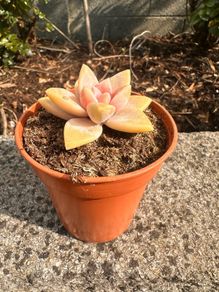 plant