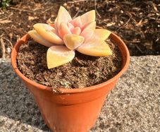 plant