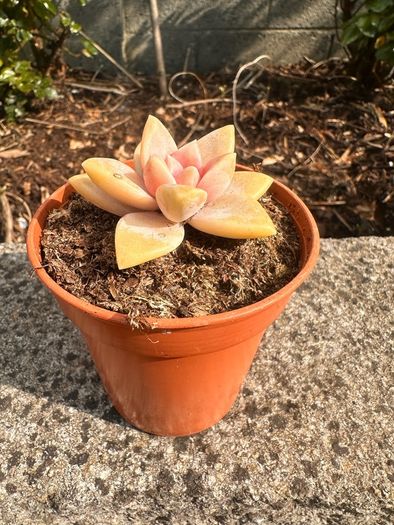 plant