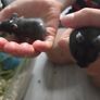 Hamster babies Image 5