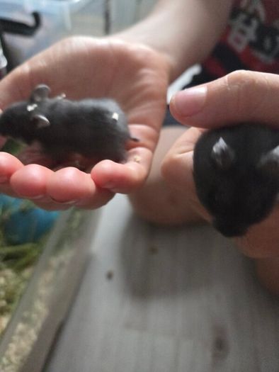 Hamster babies