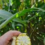 Maize & Silage Feed Image 2