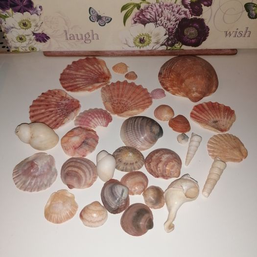 Sea shell collection