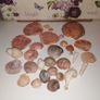 Sea shell collection Image 2