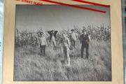 The Feelies Lps