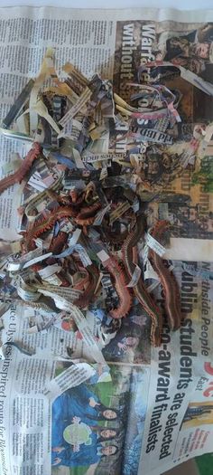Ragworms for fishing