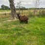 Black texel cross tip lamb , Image 7