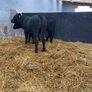 Abereen Angus Calfs Image 4