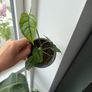 monstera siltepecana Image 3