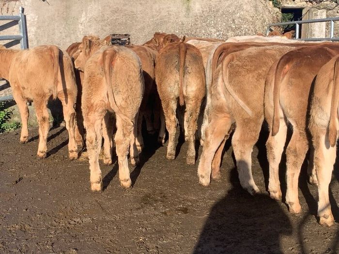 20 u grade charlaois and limousine heifers
