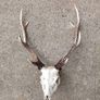 sika antlers Image 4