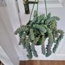 Burros tail succulent in hanging pot Image 3