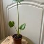 Monstera Deliciosa Image 6